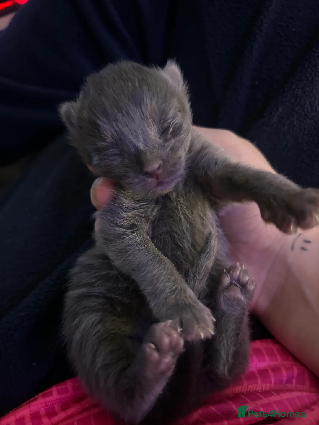 Mixed Breed cats for sale: Black Calico Tabby X American Wirehair Tabby - Advert 9