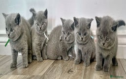 British Shorthair cats for sale: Amazing BSH kittens - Image 2