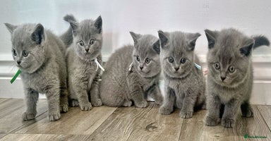 British Shorthair cats - Advert 3