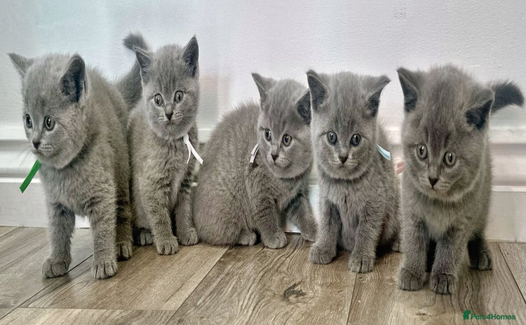 British Shorthair cats - Advert 11