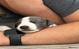 Whippet dogs for sale: Beautifully bred KC whippet pups - Image 4