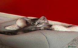 Maine Coon cats for sale: Ready Now Maine Coon kittens - Image 37