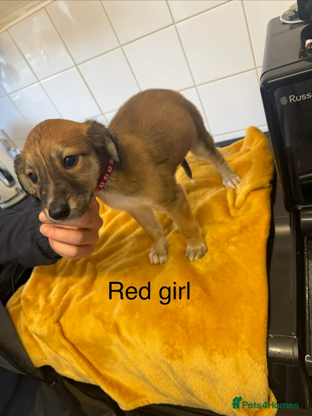 Lurcher dogs for sale: Mali x sluki puppies  - Advert 13