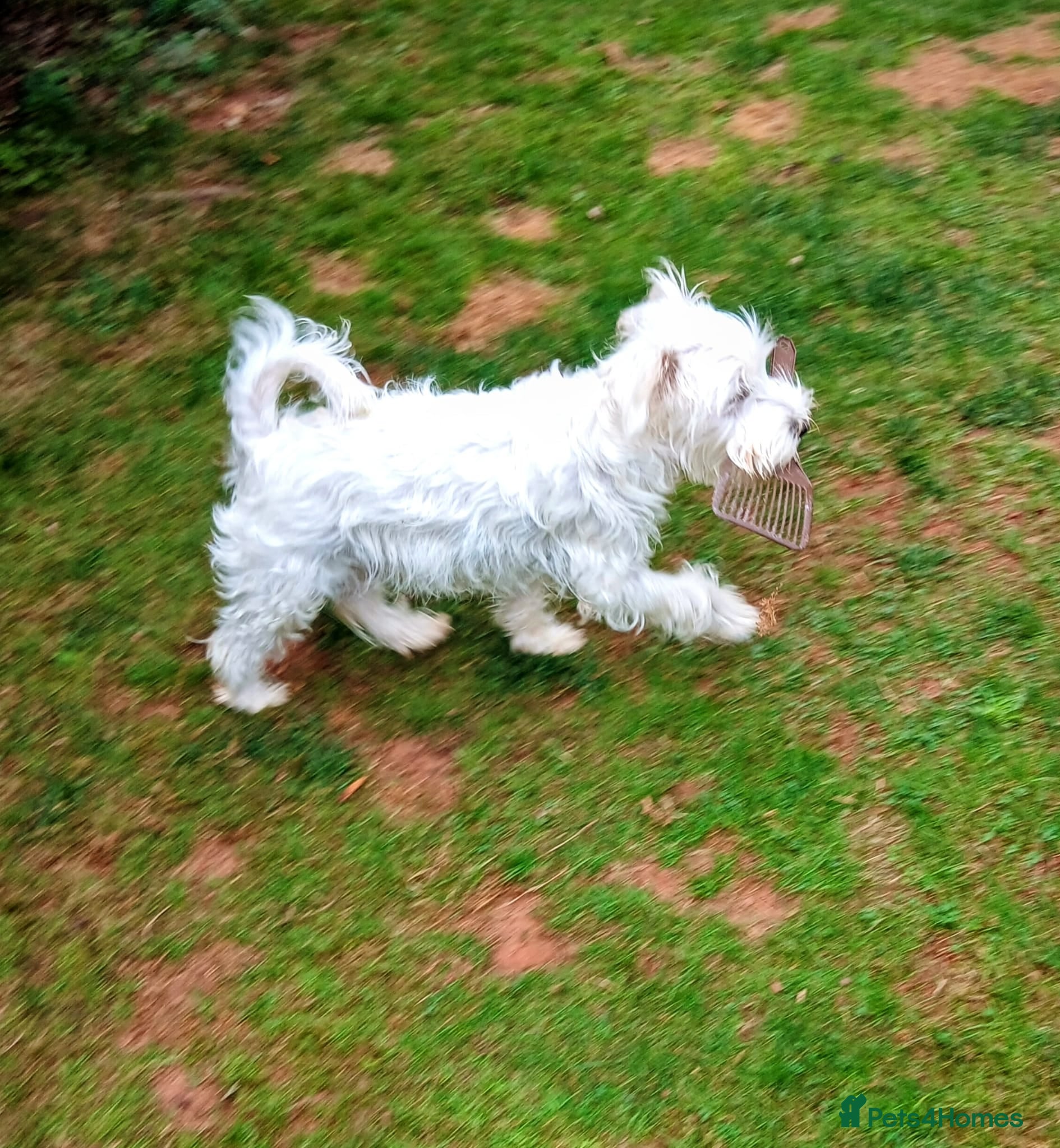 Schnauzer dogs  miniature schnauzer  - Advert 1