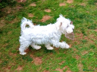 Schnauzer dogs miniature schnauzer - Advert 1