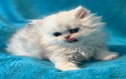 Persian cats for sale: Three Persian Chinchilla Kittens GCCF registered  - Image 10