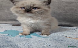Ragdoll cats for sale: Fluffy Ragdolls - Image 9
