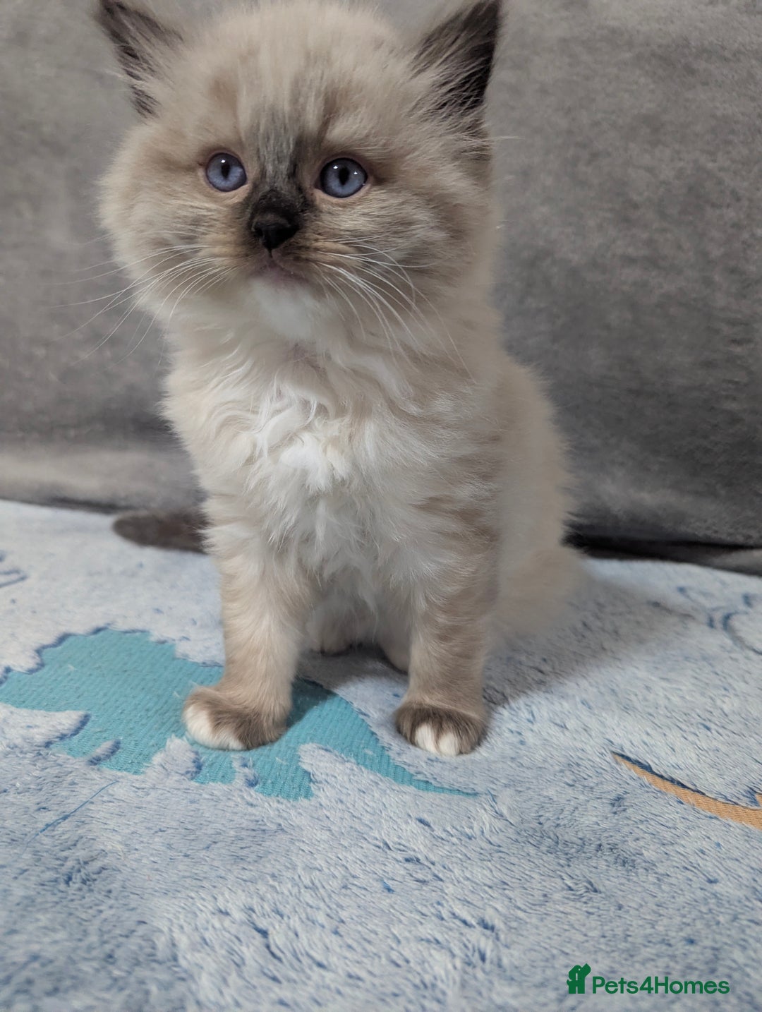 Ragdoll cats for sale: Fluffy Ragdolls - Image 9