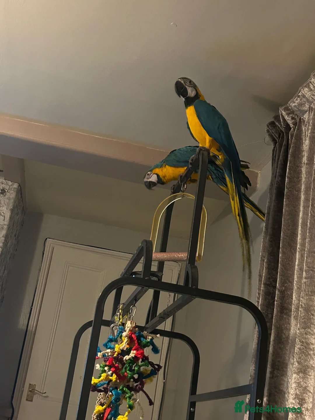 Macaws birds for sale: Macaws  - Advert 14