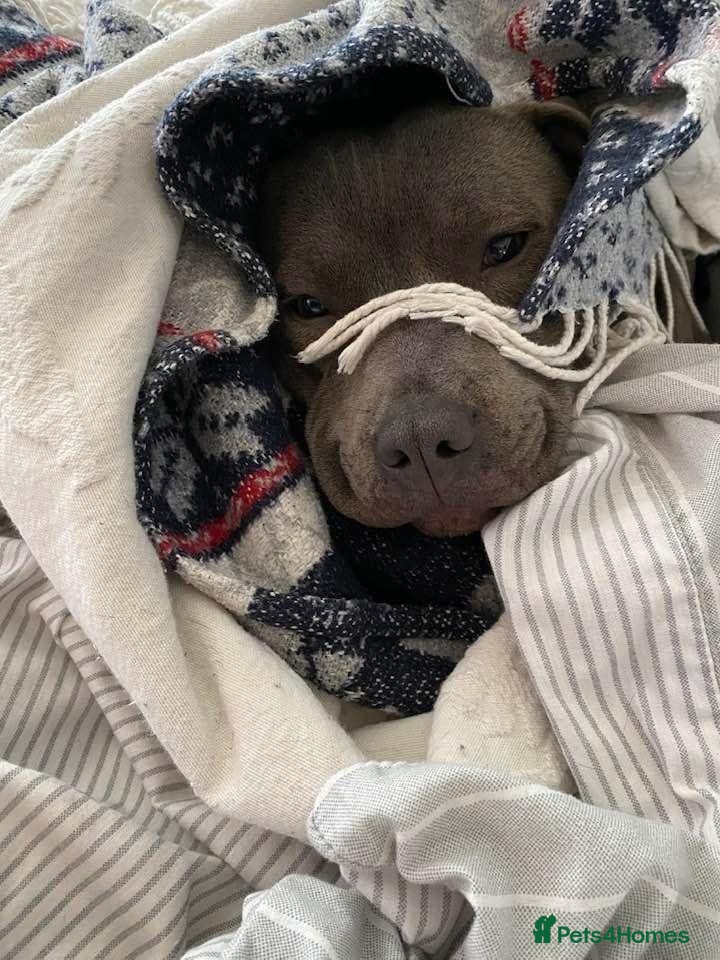 Staffordshire Bull Terrier dogs Blue staffy pups for sale  - Advert 2