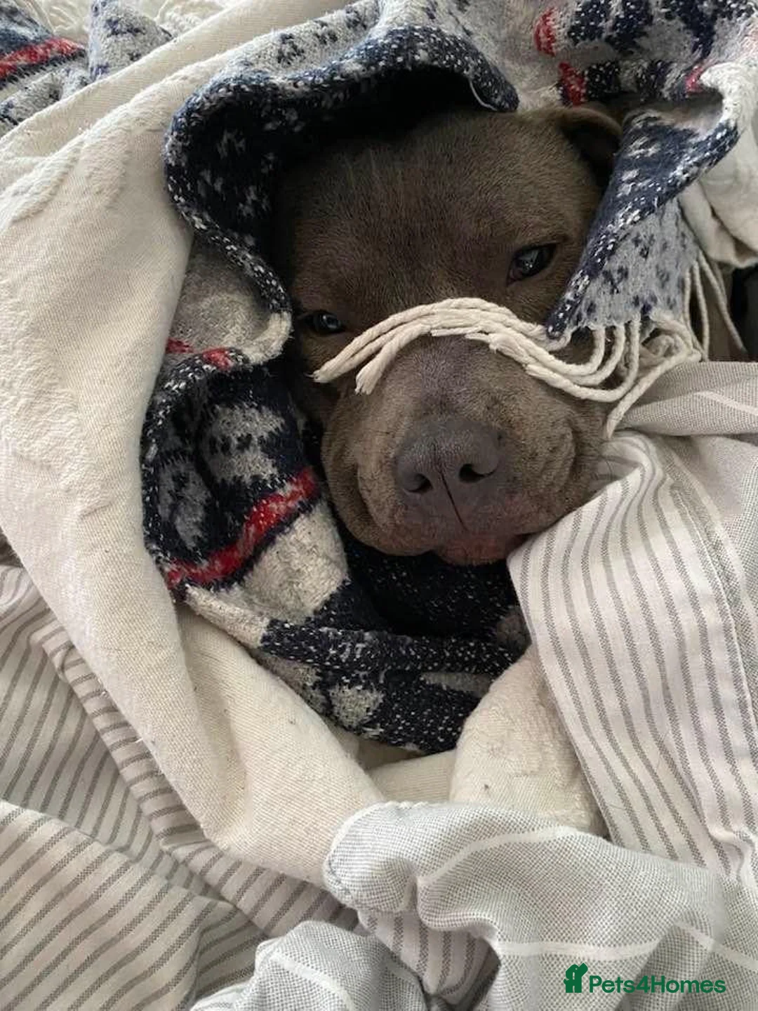 Staffordshire Bull Terrier dogs for sale: Blue staffy pups for sale  - Advert 1