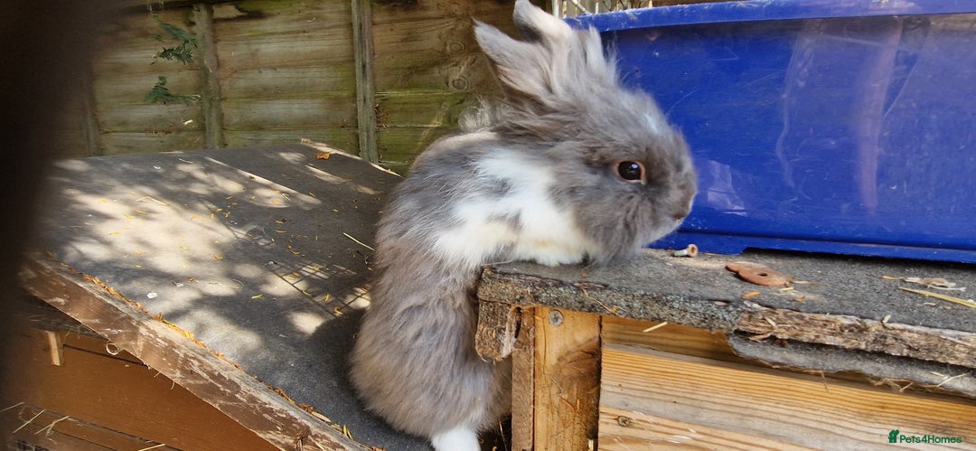 Lionhead rabbits for sale: Rabbit - Image 3