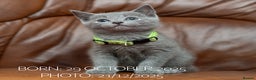 Russian Blue cats for sale: Russian Blue Kittens. Pedigree. - Advert 6