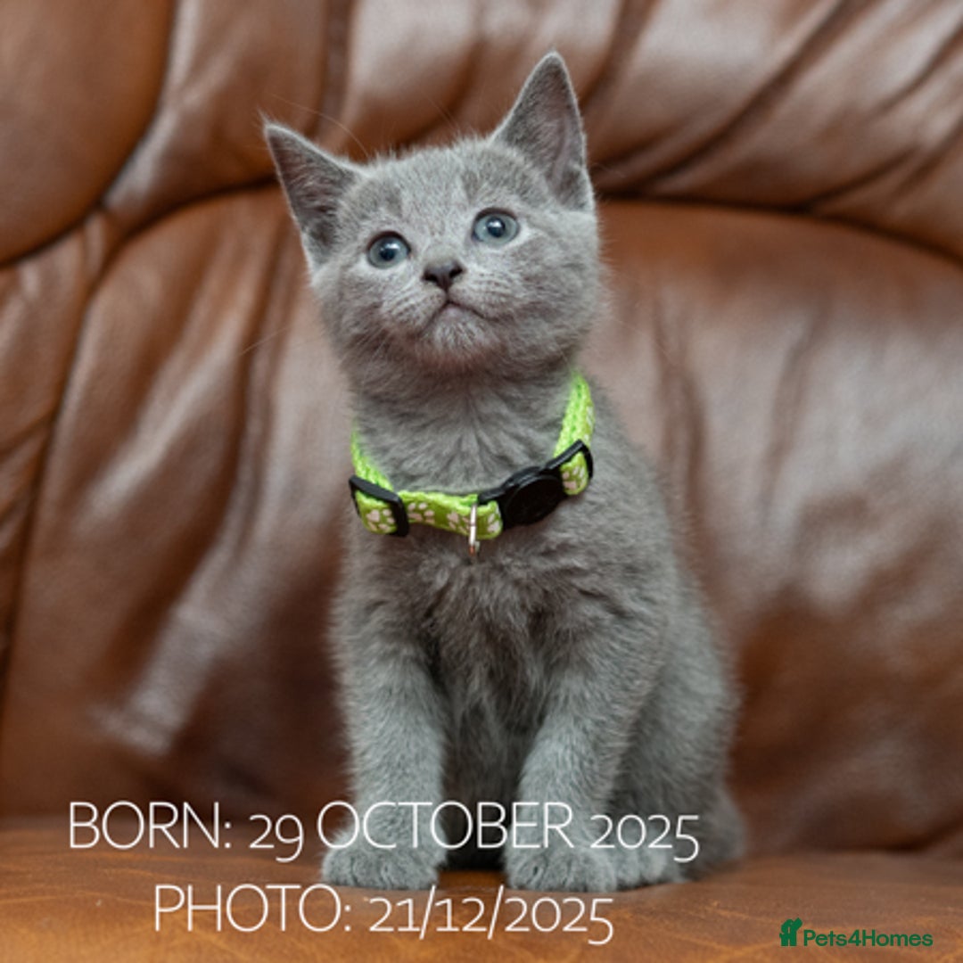 Russian Blue cats for sale: Russian Blue Kittens. Pedigree. - Advert 6