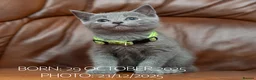 Russian Blue cats for sale: Russian Blue Kittens. Pedigree. - Advert 6