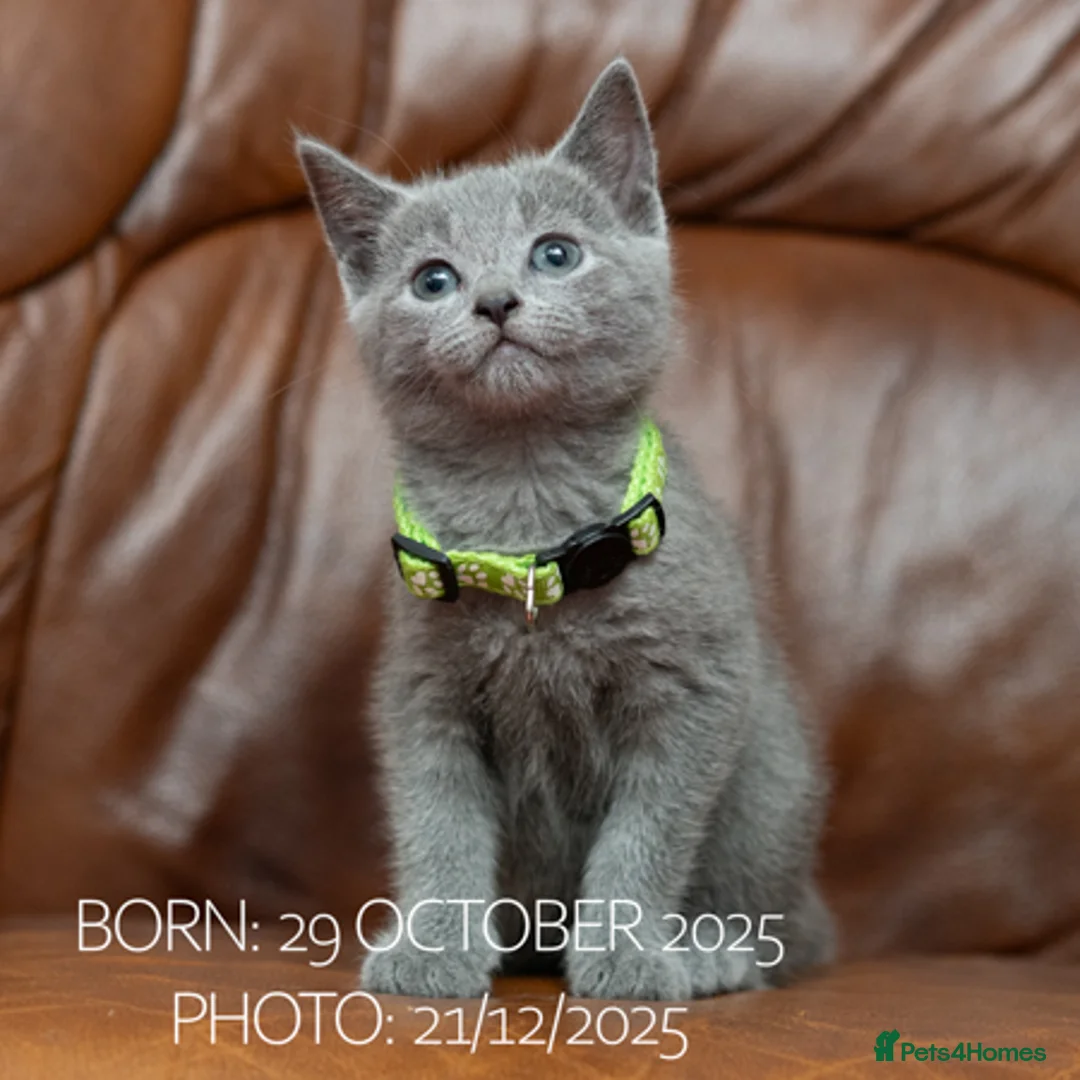 Russian Blue cats for sale: Russian Blue Kittens. Pedigree. - Advert 6