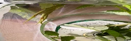 Stick Insects invertebrates for sale: Indian Stick Insect Eggs in Manchester - Advert 2