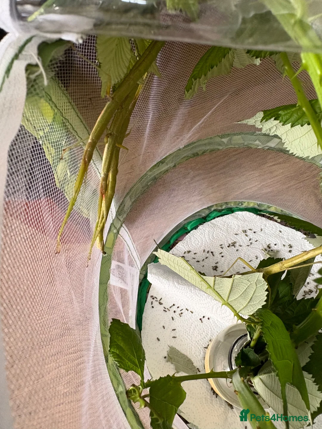Stick Insects invertebrates for sale: Indian Stick Insect Eggs in Manchester - Advert 2