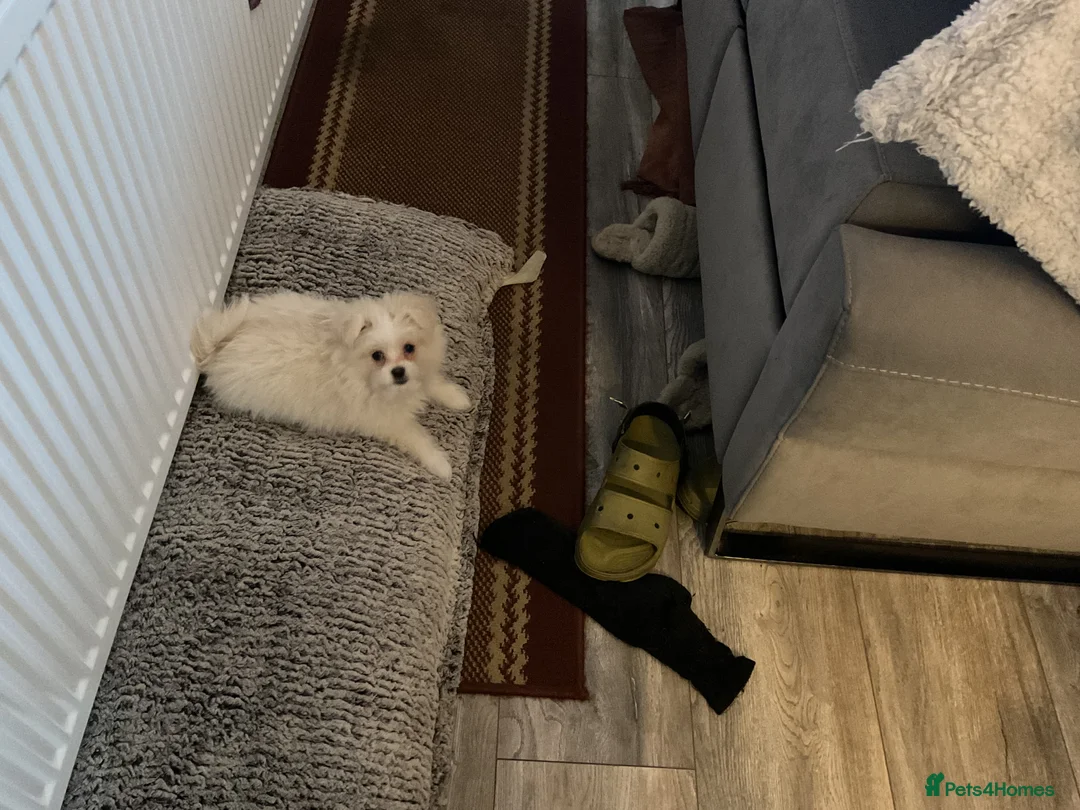 Mixed Breed dogs for sale: Malti-Pom Puppies - £1200 - 3 Left - Advert 31