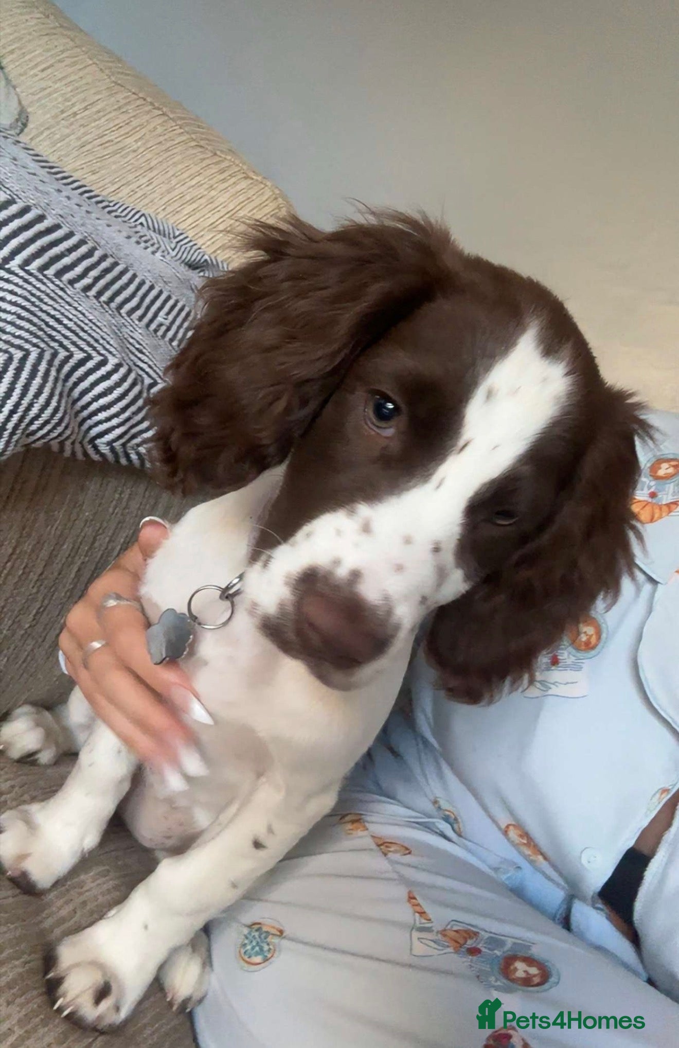Cocker Spaniel dogs for sale: Cocker spaniel  - Advert 3