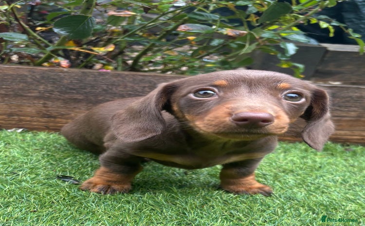 Miniature Dachshund dogs - Advert 5
