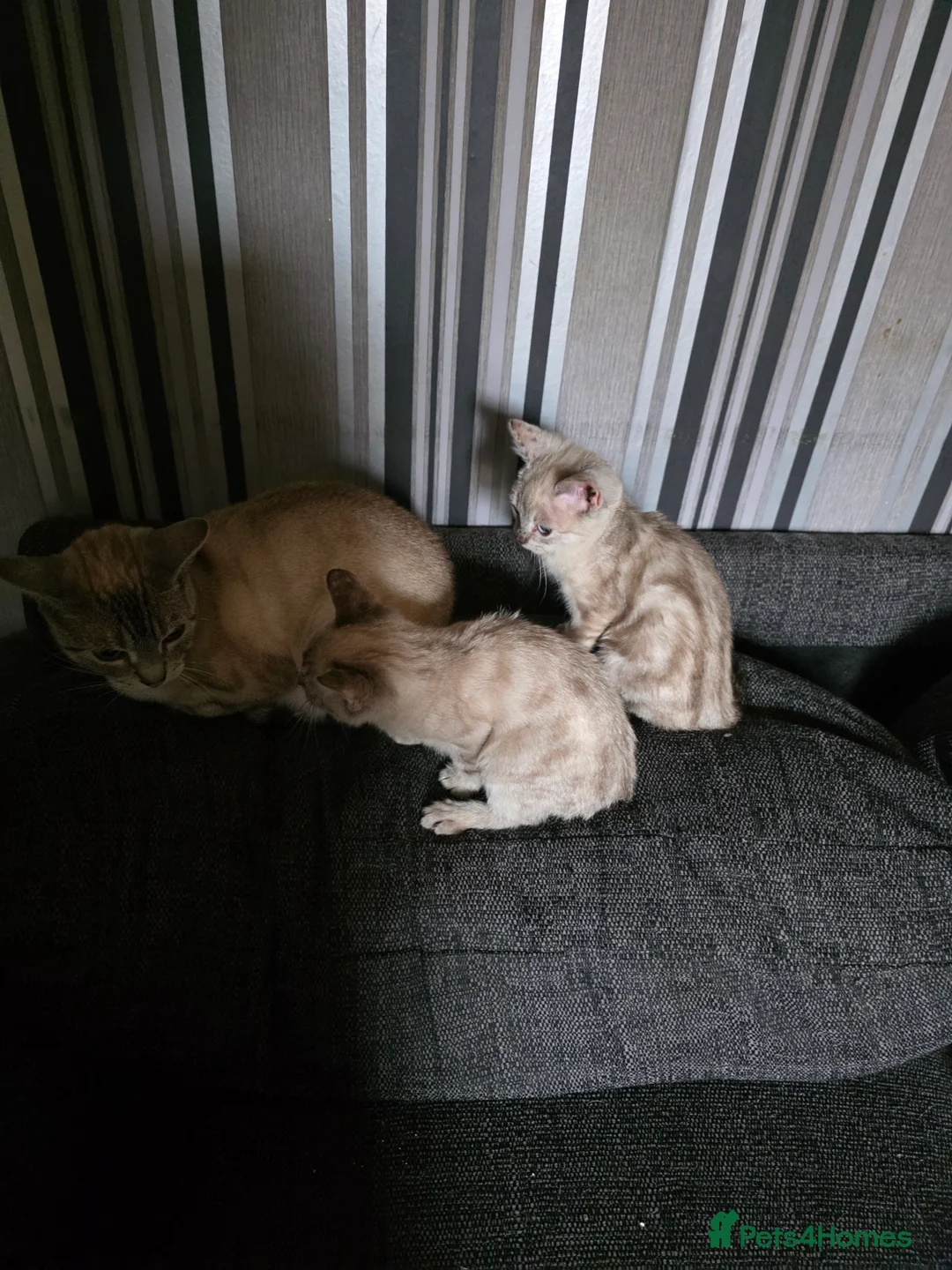 Mixed Breed cats for sale: Snow bengal x kittens ready now - Advert 2