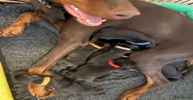 Dobermann dogs in London - Advert 5
