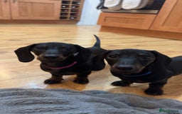 Dachshund dogs for sale: 2 dachshund puppies (price is for both) - Image 2