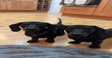 Dachshund dogs - Advert 5