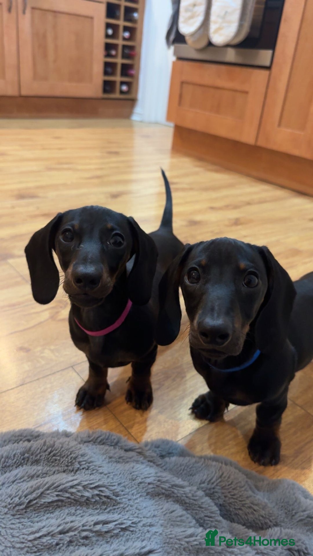 Dachshund dogs for sale: 2 dachshund puppies (price is for both) - Image 2