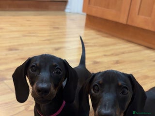 Dachshund dogs - Advert 8