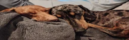 Miniature Dachshund dogs for sale: Male and female miniature dachshund  in Bedworth - Advert 5