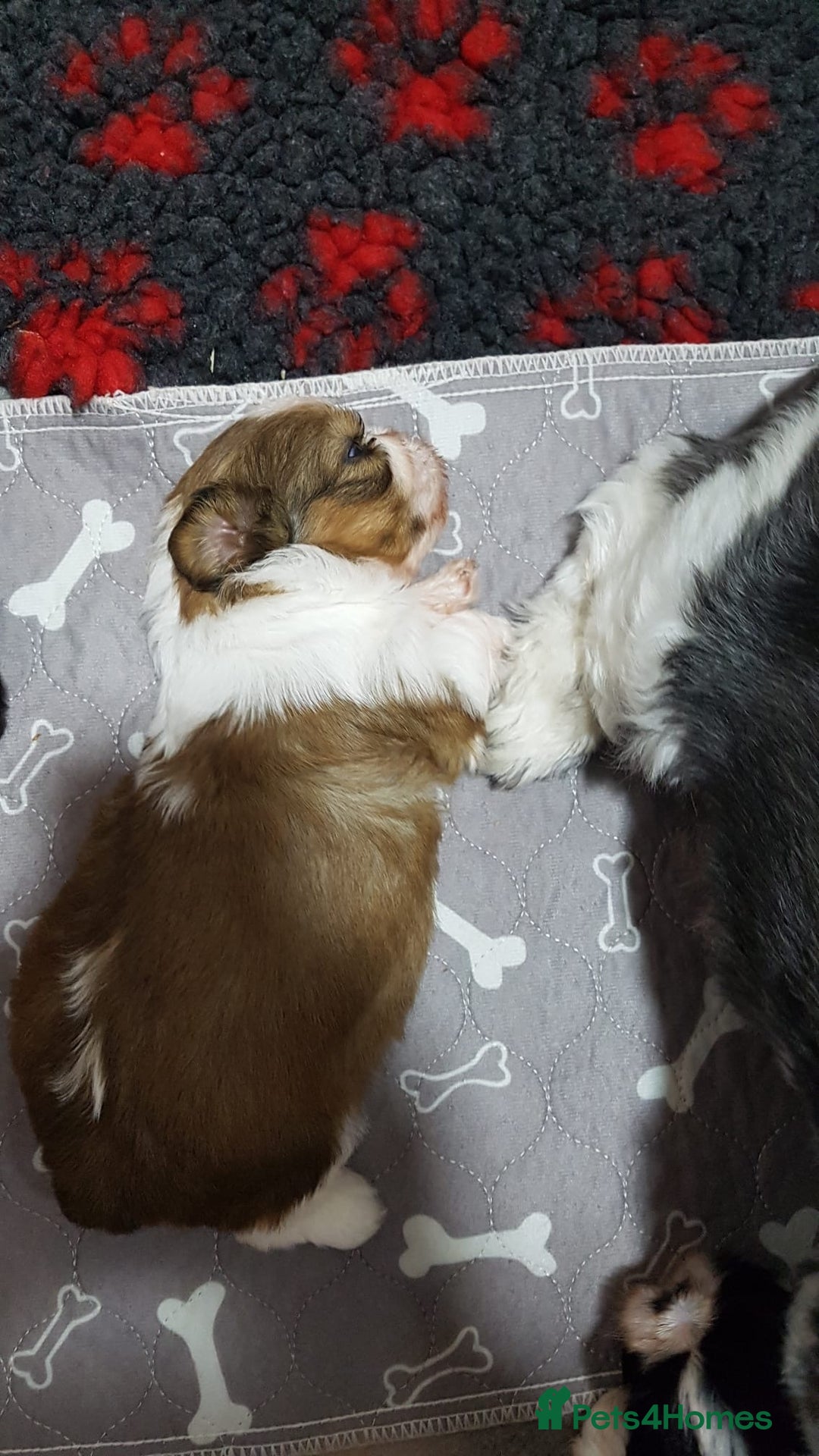 Shih Tzu dogs for sale: Shih Tzu puppies - Image 6