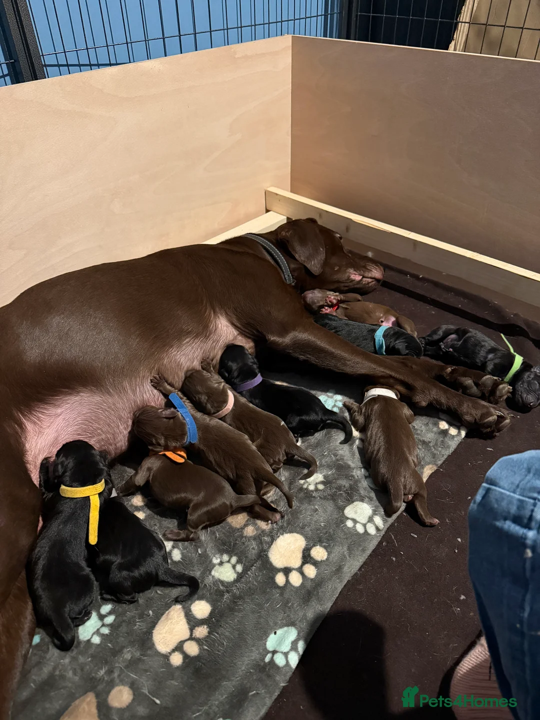 Labrador Retriever dogs for sale: KC registered Chocolate and Black labrador puppies - Advert 1