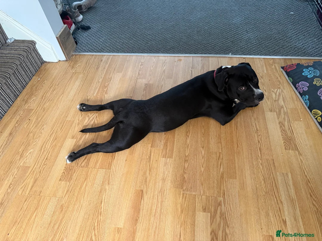 Mixed Breed dogs for sale: Staffy x Labrador  in Mansfield - Advert 2
