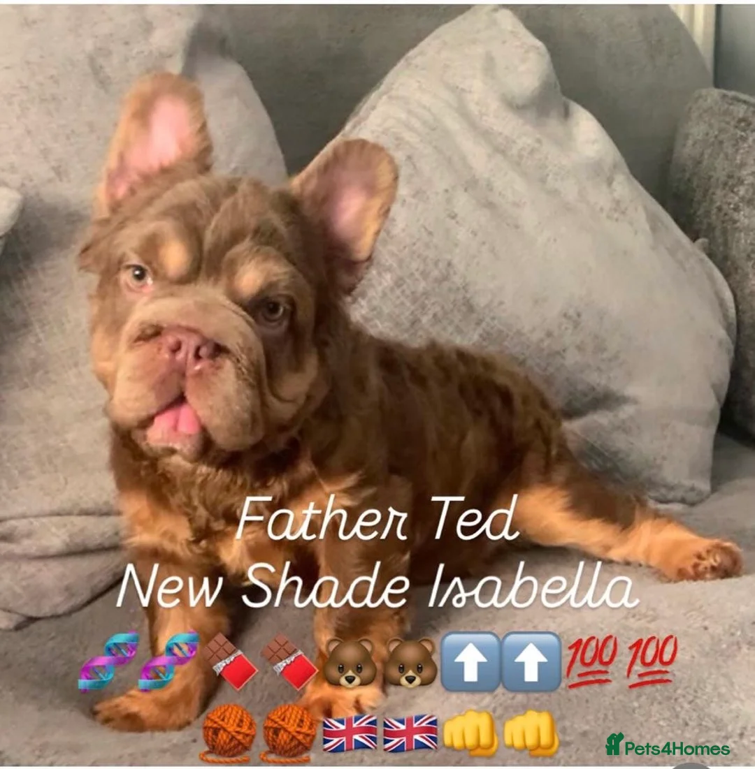 French Bulldog dogs for sale: Isabella fluffy  **  french bulldogs in Liverpool - Advert 2