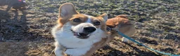 Welsh Corgi Pembroke dogs for sale: Dylan  - Advert 3