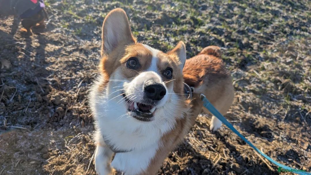 Welsh Corgi Pembroke dogs for sale: Dylan  - Advert 3
