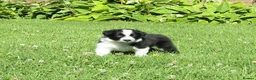 Border Collie dogs for sale: 5 Beautiful Border Collie Puppies  - Advert 14