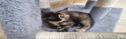 Maine Coon cats for sale: Maine Coon kittens ready to go  - Advert 11