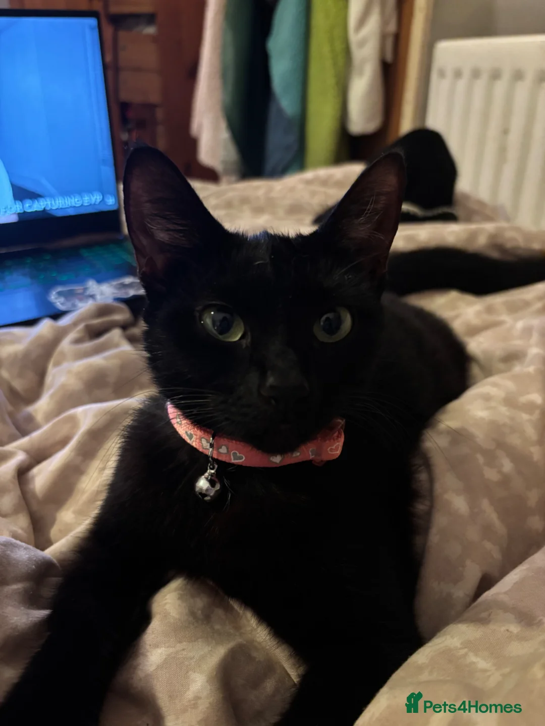 Mixed Breed cats for sale: 1 boy left other 2 have been found a home  in Chatham - Advert 5