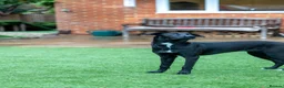 Mixed Breed dogs for adoption: Lovely Lilly - Advert 26
