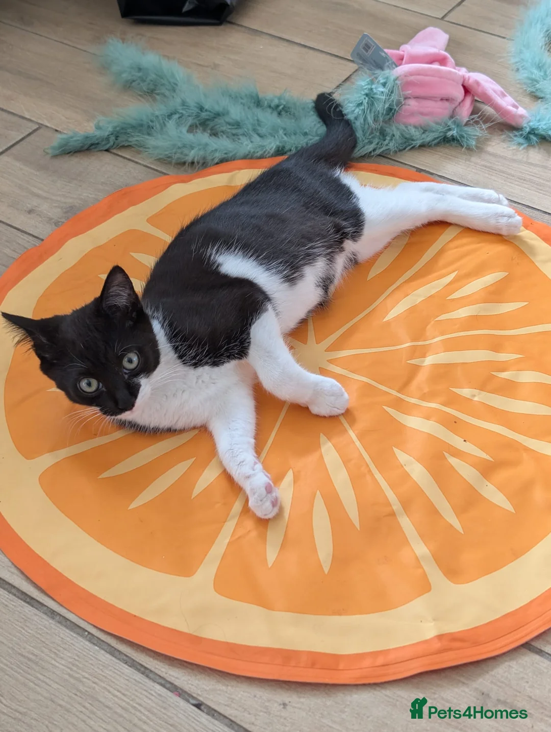 Mixed Breed cats for sale: Seeking new home in Ammanford - Advert 2