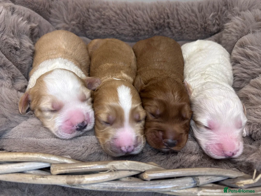 Australian Labradoodle dogs for sale: Australian Labradoodles Ready end October - Advert 2