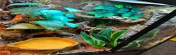 Frog reptiles for sale: X4 White Tree Frogs + 3ft Terrarium Full Setup - Advert 5