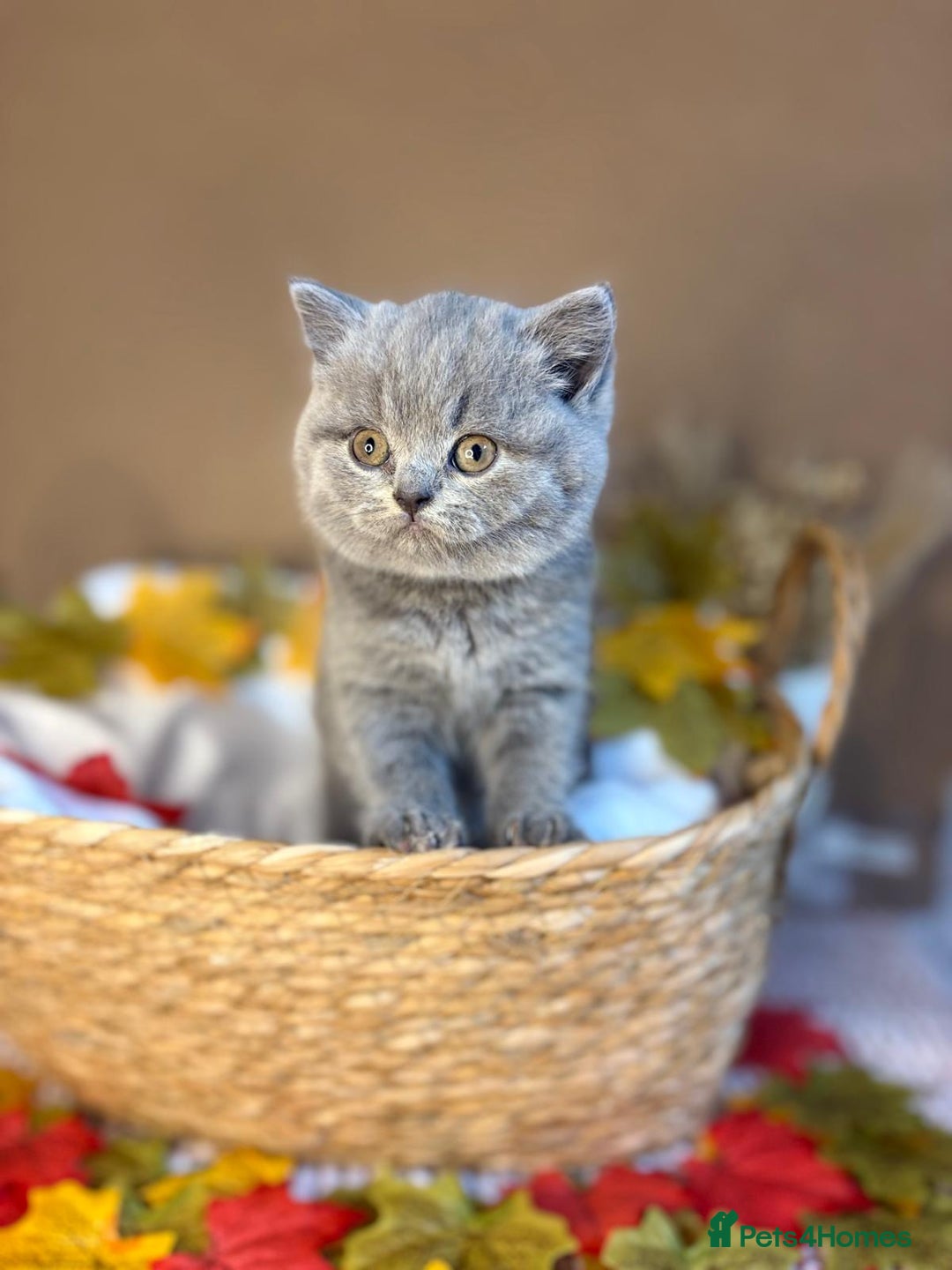 British Shorthair cats for sale: 3 British short hair / long hair kittens  - Image 5