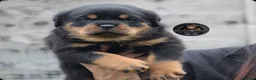 Rottweiler dogs for sale: Outstanding Rottweiler Litter Of 6 Beautiful Boys - Advert 3