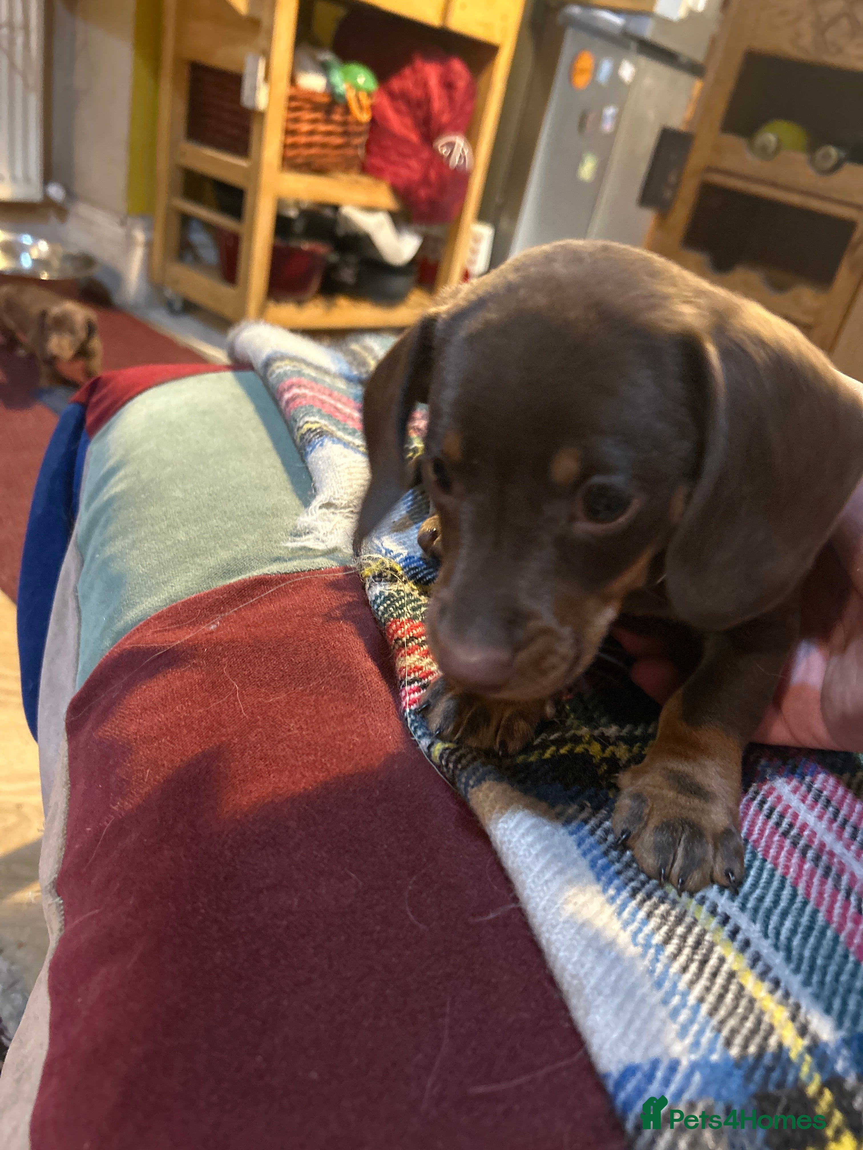 Miniature Dachshund dogs Dapple female - Advert 2