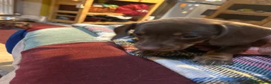 Miniature Dachshund 4