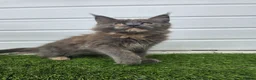Maine Coon cats for sale: Beautiful gccf pet registered maine coon babies  - Advert 13